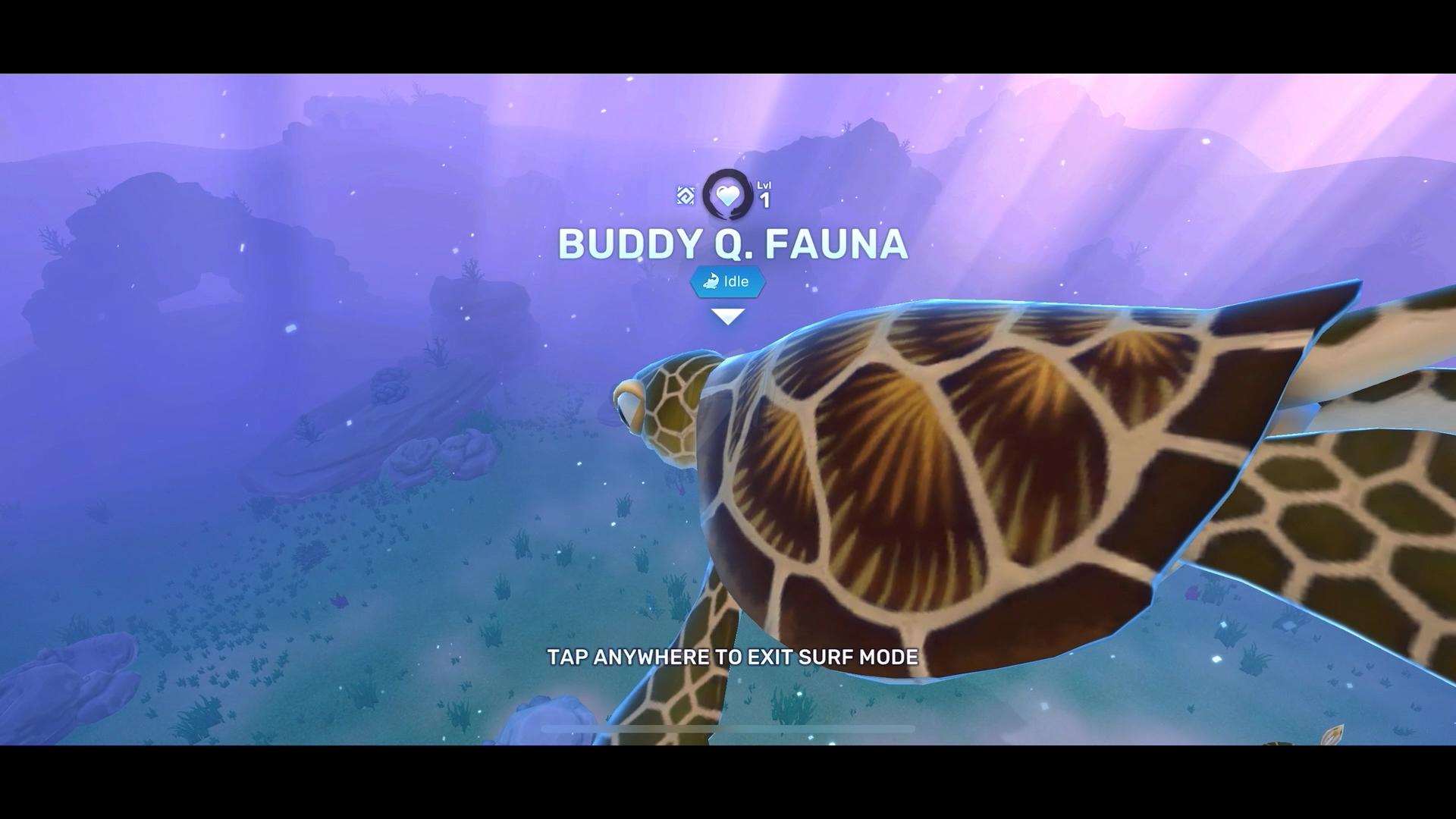 Buddy_the_turtle